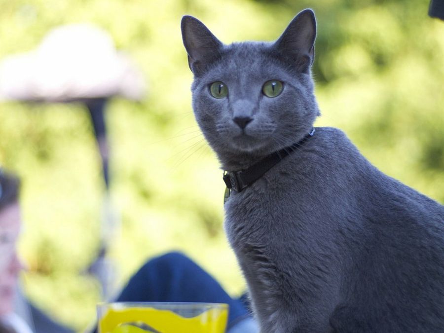 gato azul ruso sentado