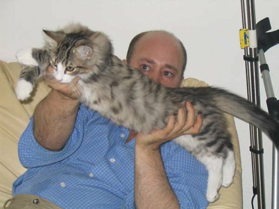 dueño&bosque de noruega