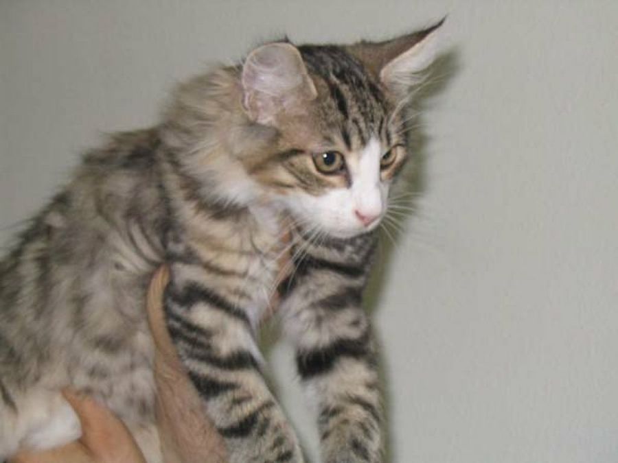 gato en brazos de su dueño