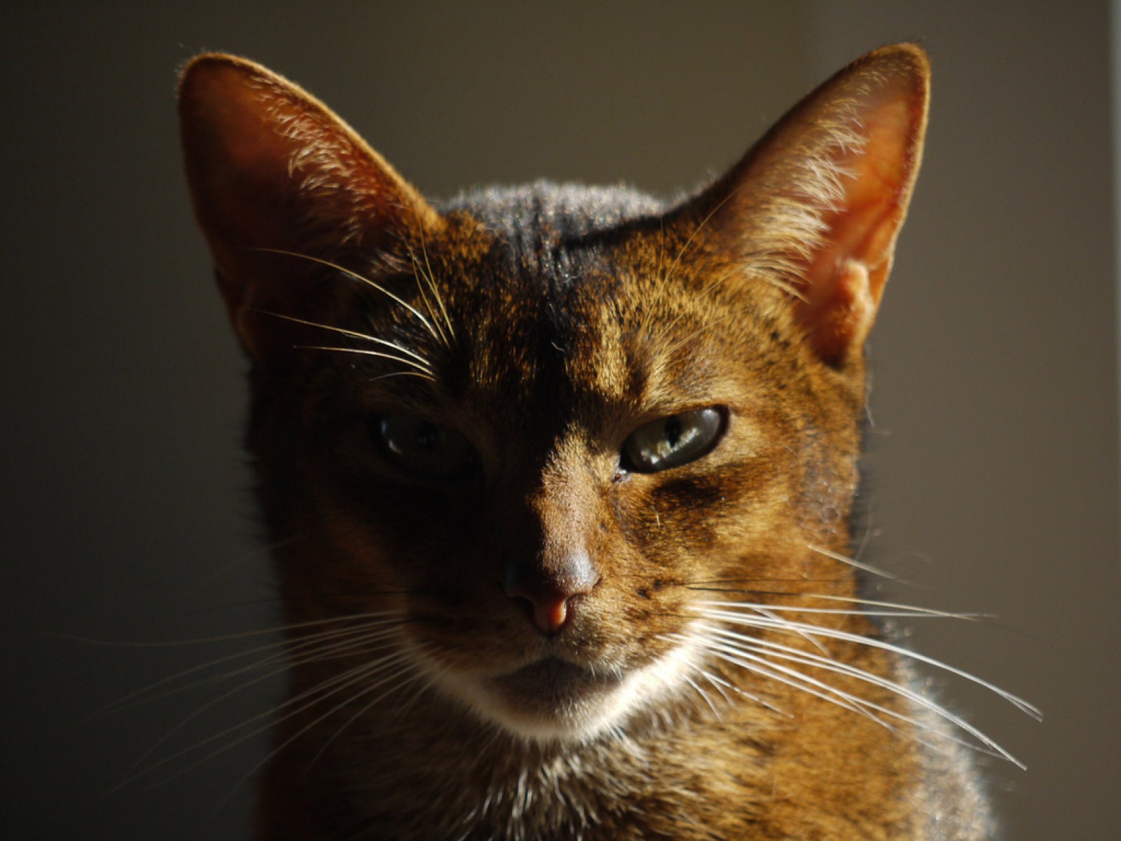 Abisinio, mirada llena de curiosidad