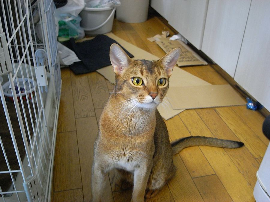 Abisinio, mirada llena de curiosidad