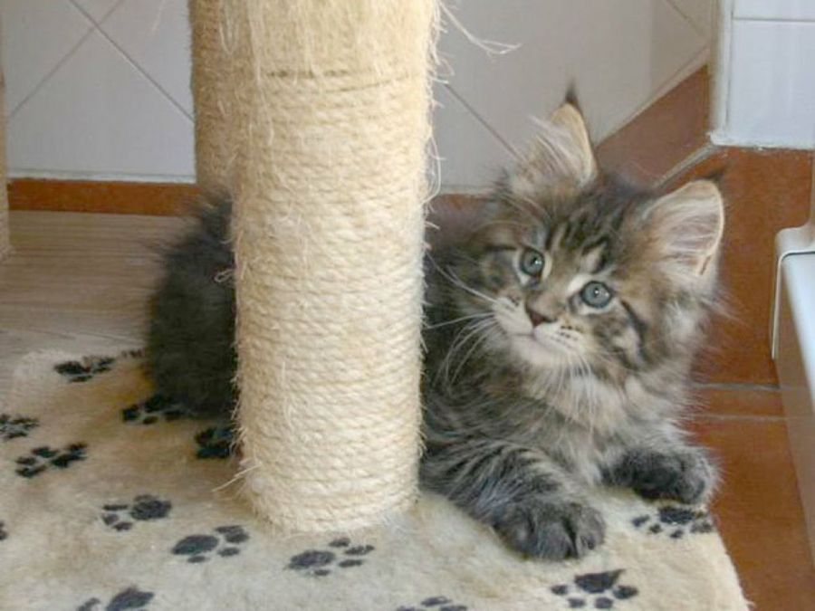 gato-mapache jugando