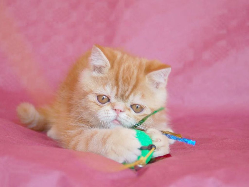 Mi Gato Gotea Agua Por La Boca El comportamiento de los gatos | Mascotas