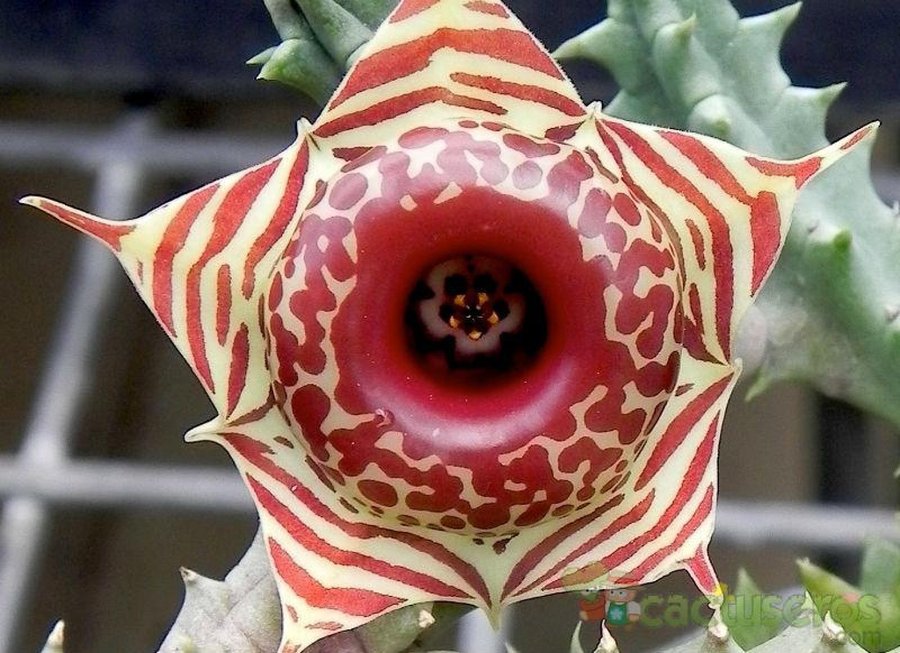 Flores de cactus: mariposas | Plantas