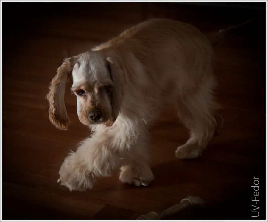 cocker spaniel americano2