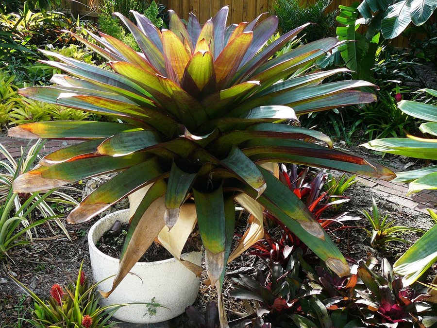 Alcantarea imperialis es una planta brasileña espectacular | Plantas