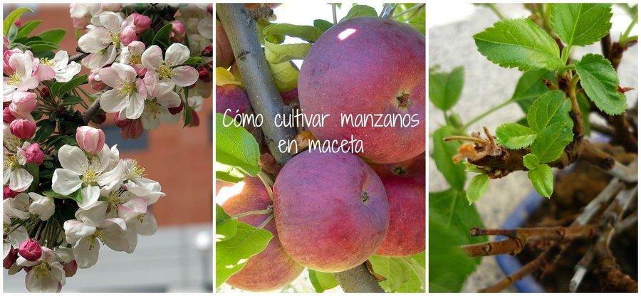 Distinguir Erudito Punto muerto Cómo cultivar ricas y bonitas manzanas en maceta | Plantas