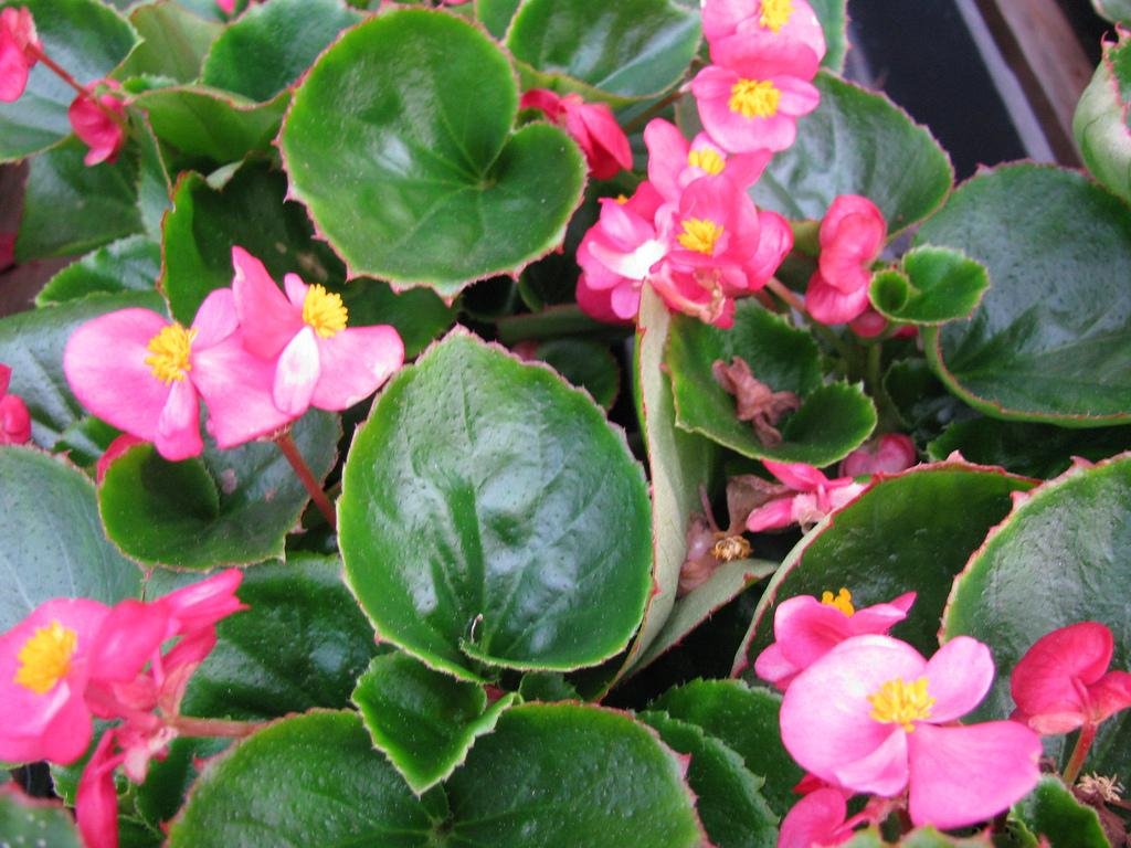 Las semillas finas de la begonia | Plantas