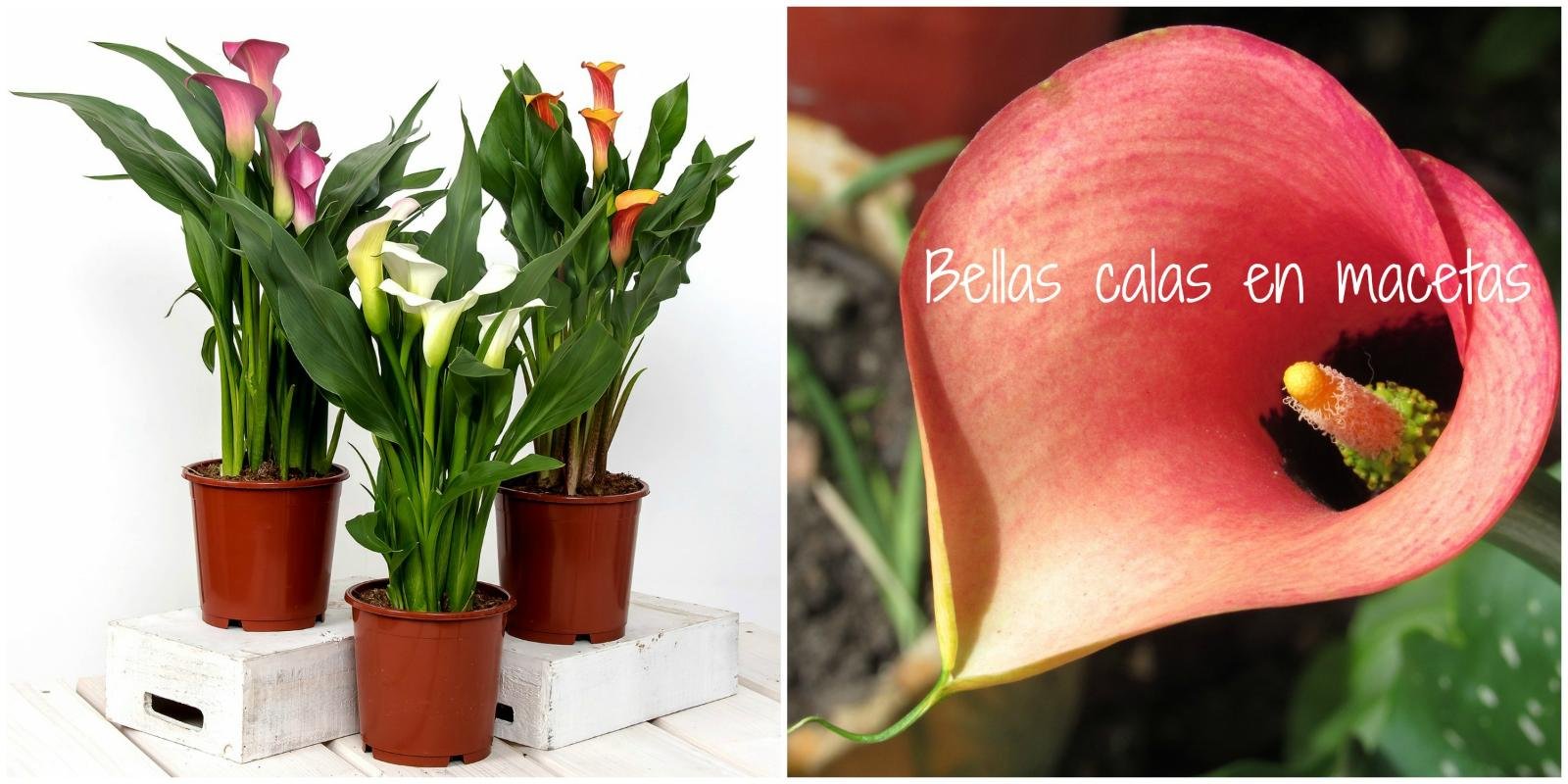 Cómo cultivar calas en macetas y cuidados esenciales