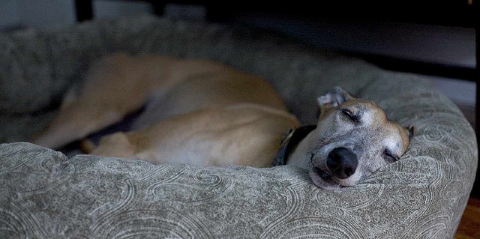 8 enfermedades comunes en perros: síntomas y prevención