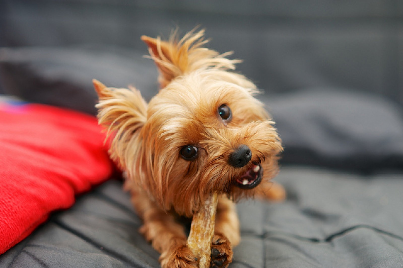 Cuidados del Yorkshire Terrier