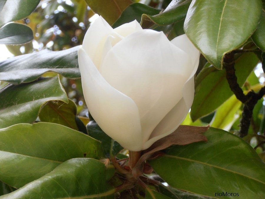 Magnolio: Magnolia grandiflora | Plantas