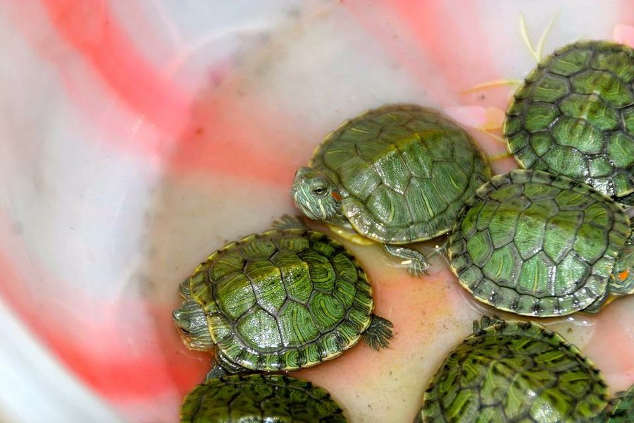 Fácil de leer Sangrar cristal Especies de tortugas domésticas | Mascotas