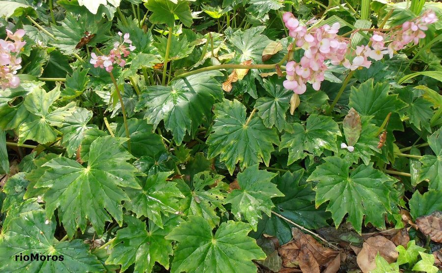 Begonia gigante: Begonia obliqua | Plantas