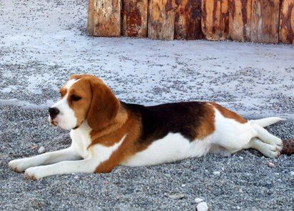 Beagle