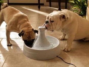 Como Hacer Dispensador De Agua Casero Facilisimo Com