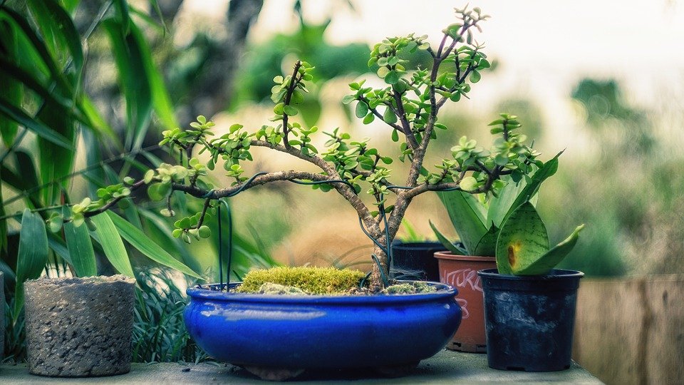 Ideas de jardines miniatura