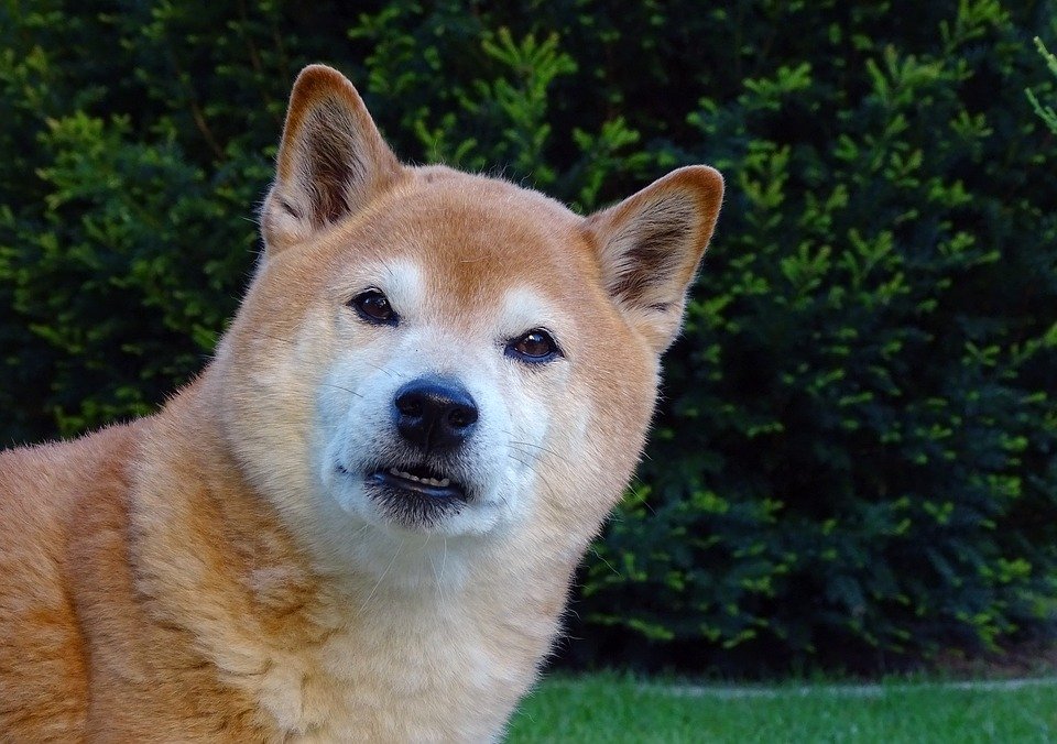 6 cosas que tu perro odia de ti y cómo evitarlas