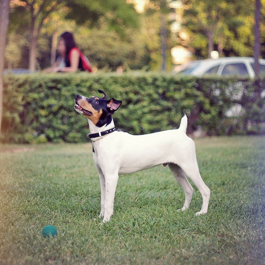 ratonero bodeguero. flickr. panaromico