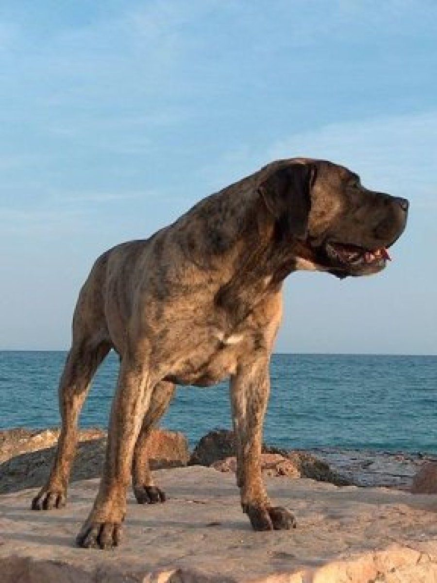 presa canario