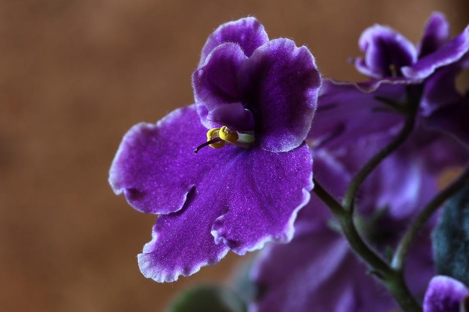 Violeta africana, un tesoro de interior | Plantas