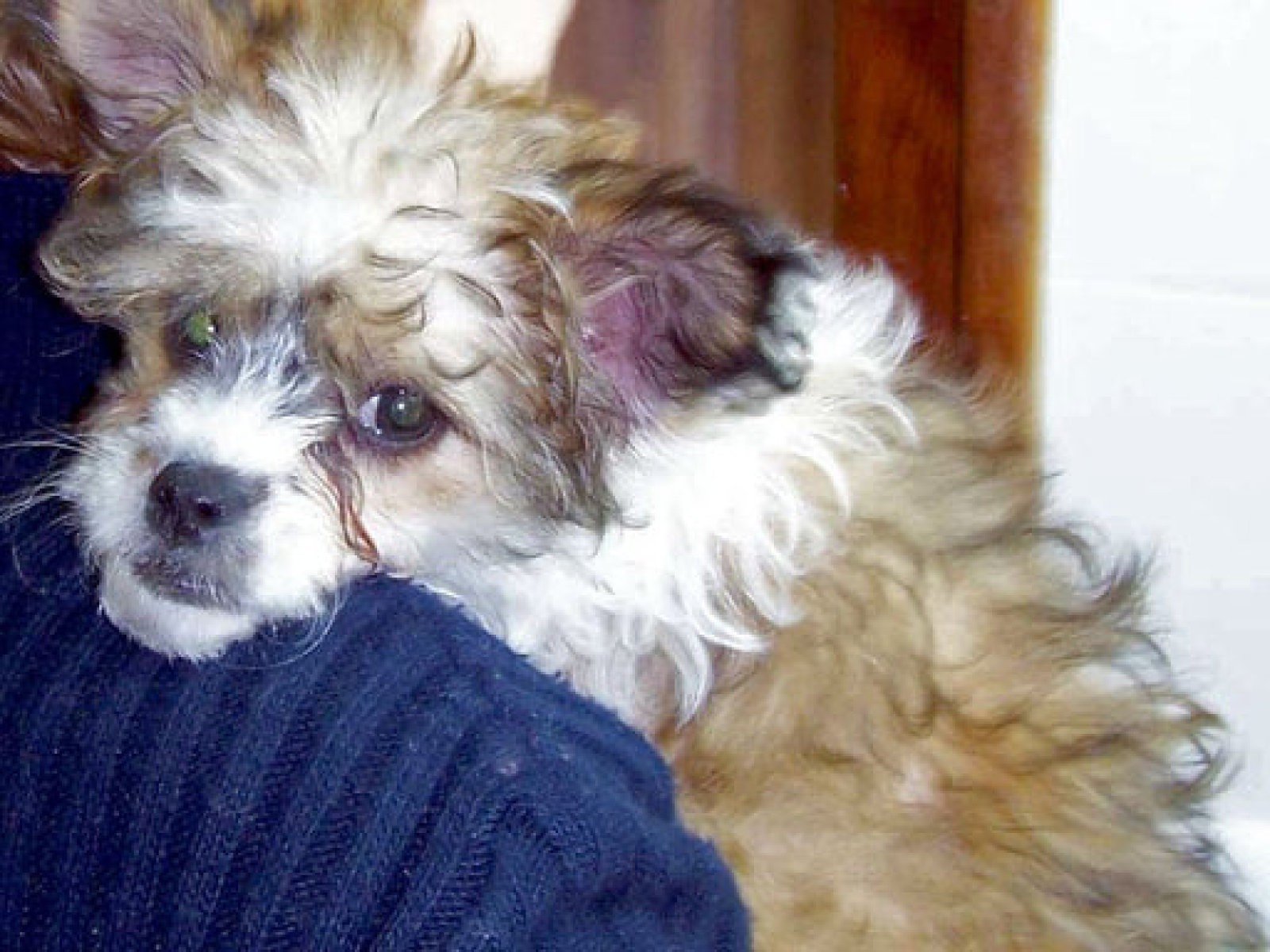 Perro imagen inicial