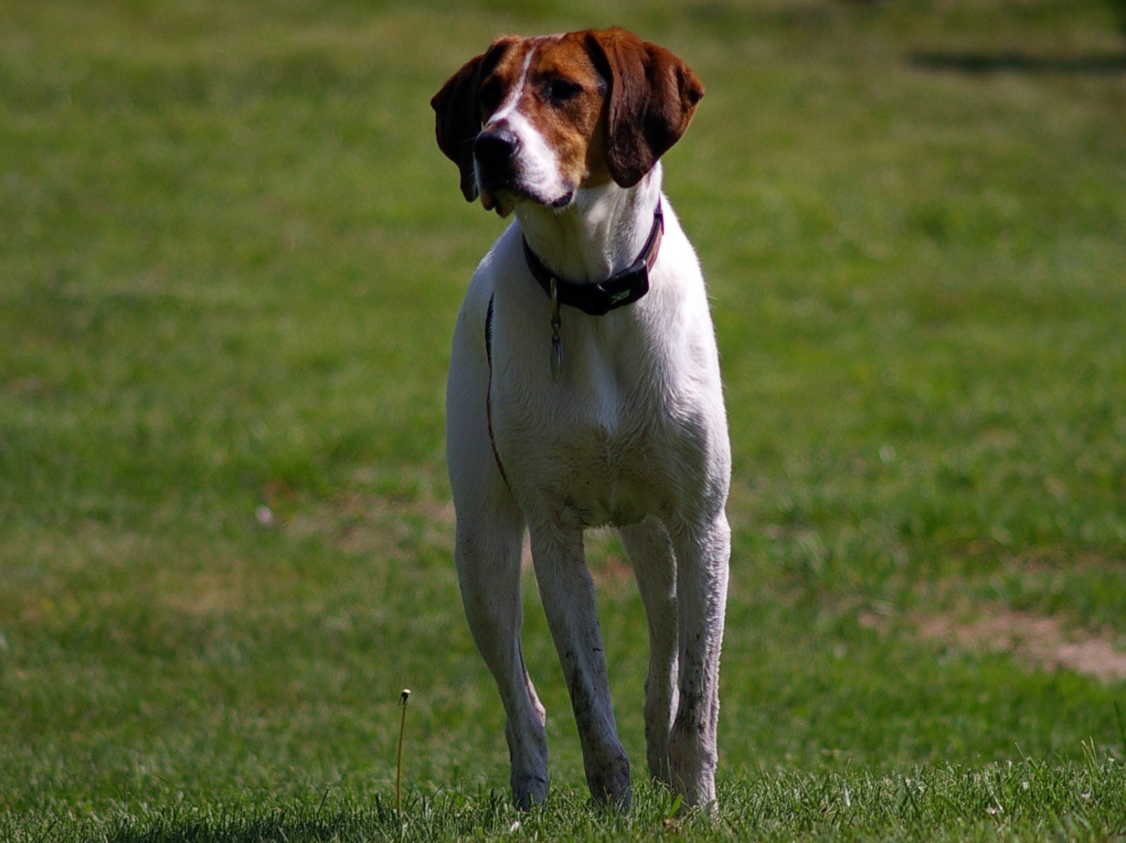 Foxhound 3