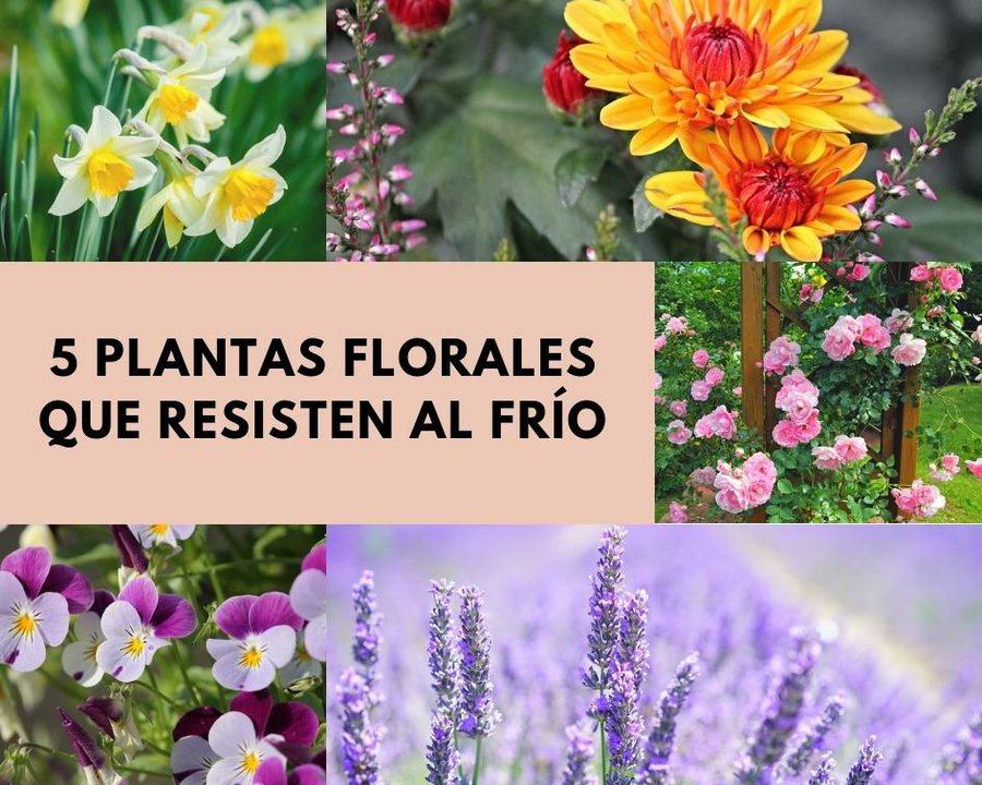 creencia caravana Mensurable Estas 5 plantas florales resistirán al frío sin problemas | Plantas