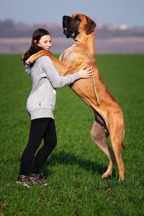 Descubre Aquí Cuáles Son Los 10 Perros Más Grandes Del Mundorazas A Las Que Pertenecen Mascotas 6044