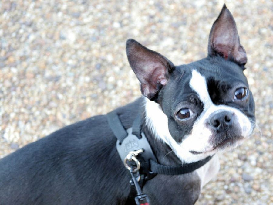 Boston Terrier