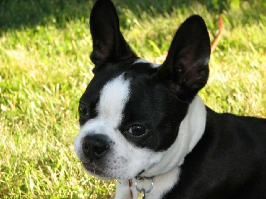 Boston Terrier