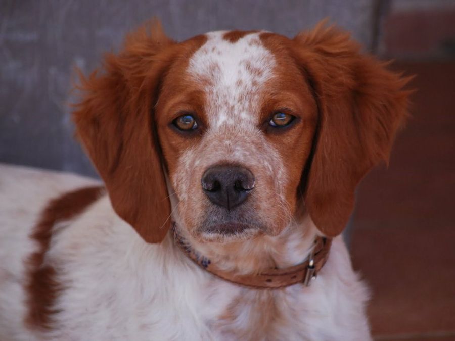Bretón Español: datos y explicaciones Mascotas