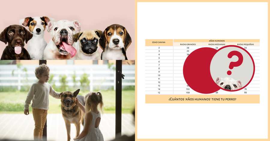 Canberra Siesta Inconsistente Cómo calculo la edad humana de mi perro? ¡Con esta tabla! | Mascotas