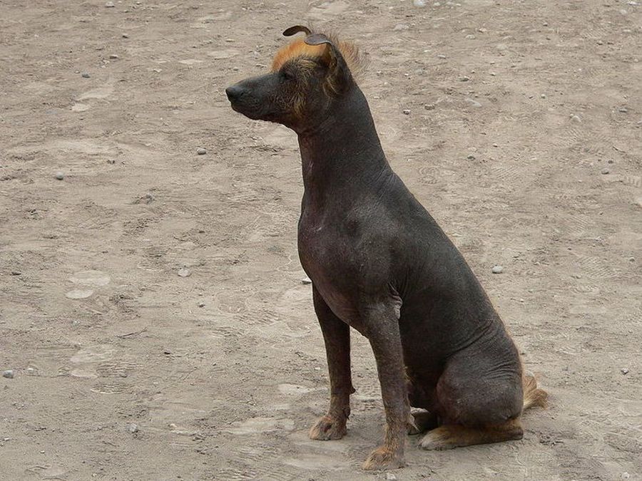 Perro sin pelo peruano