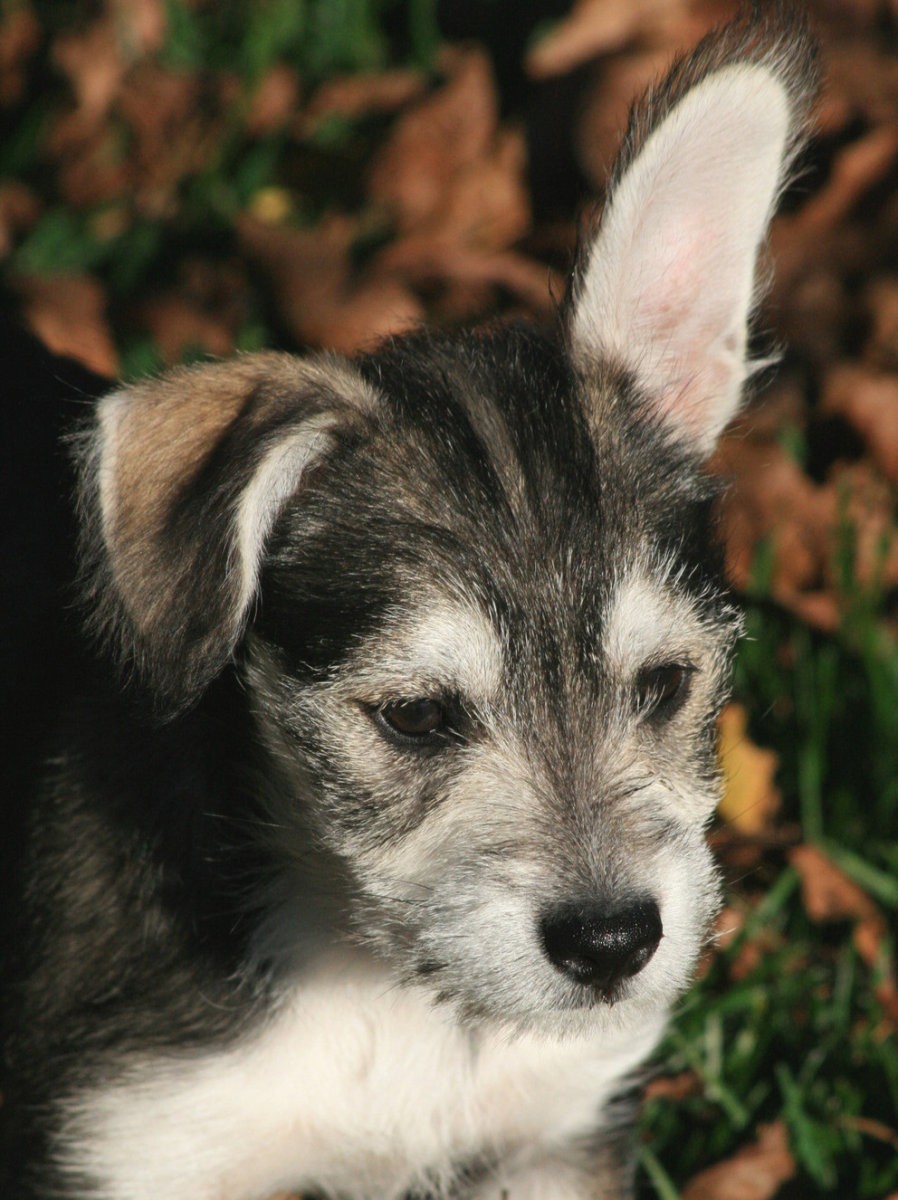 Perro