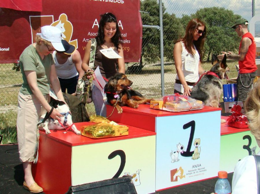 Concurso perros sin raza