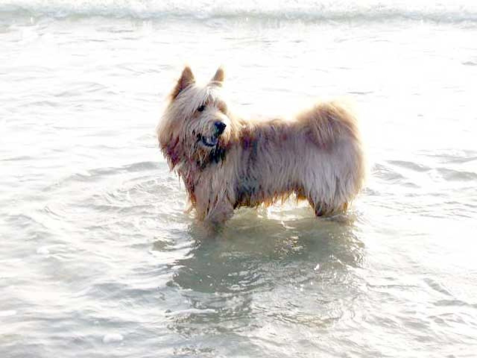 agua