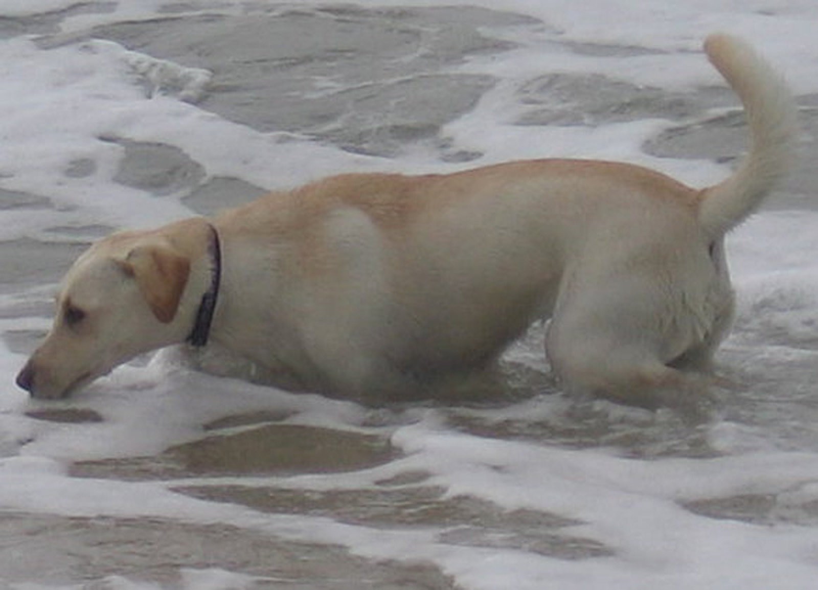 Perro