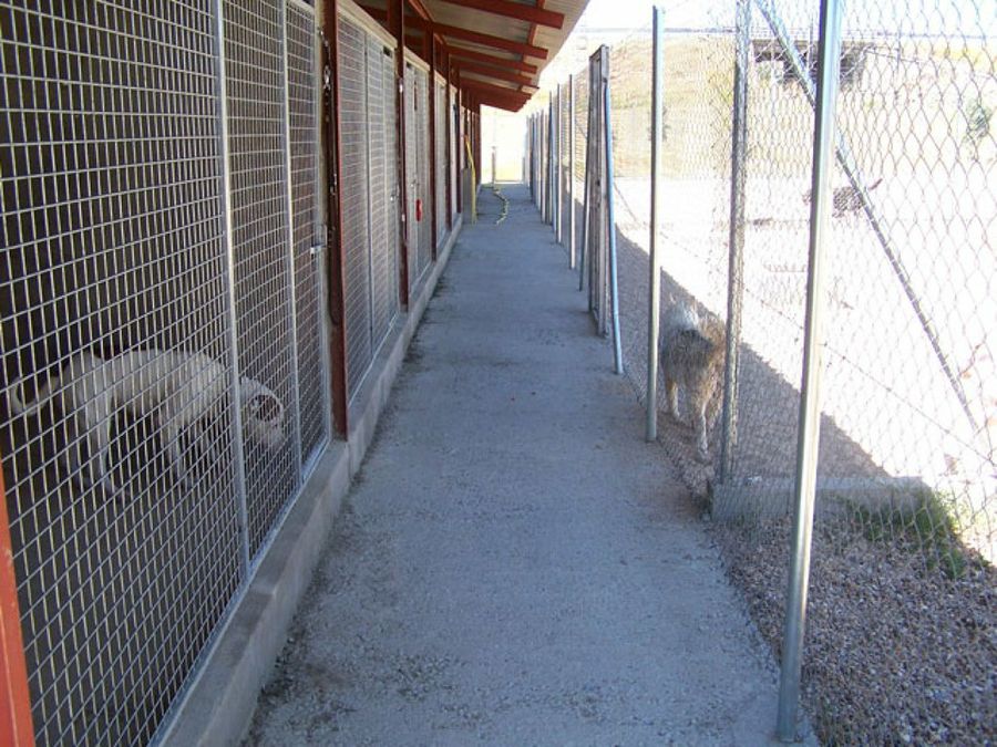 perros en la residencia