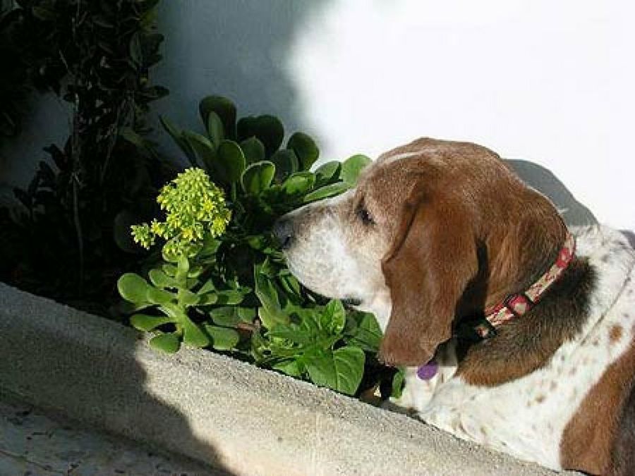 perro con plantas