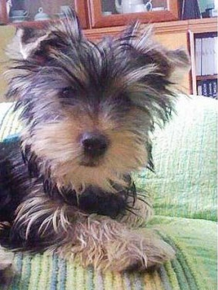 perro