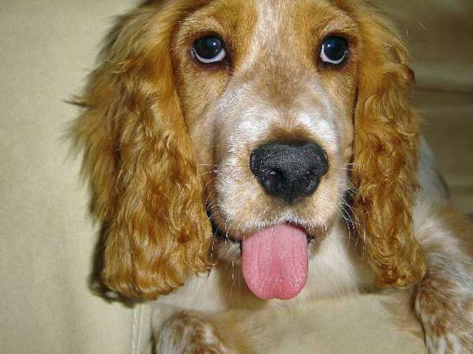 cocker