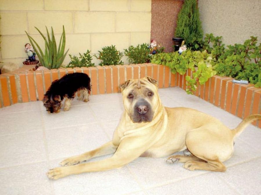 perros grande y pequeño