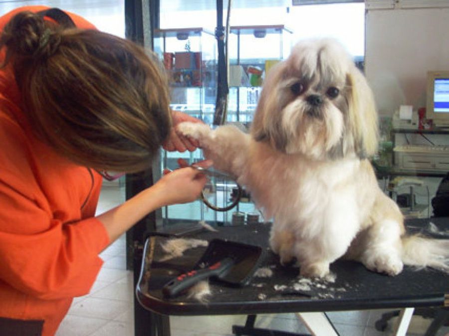 perro en peluquería