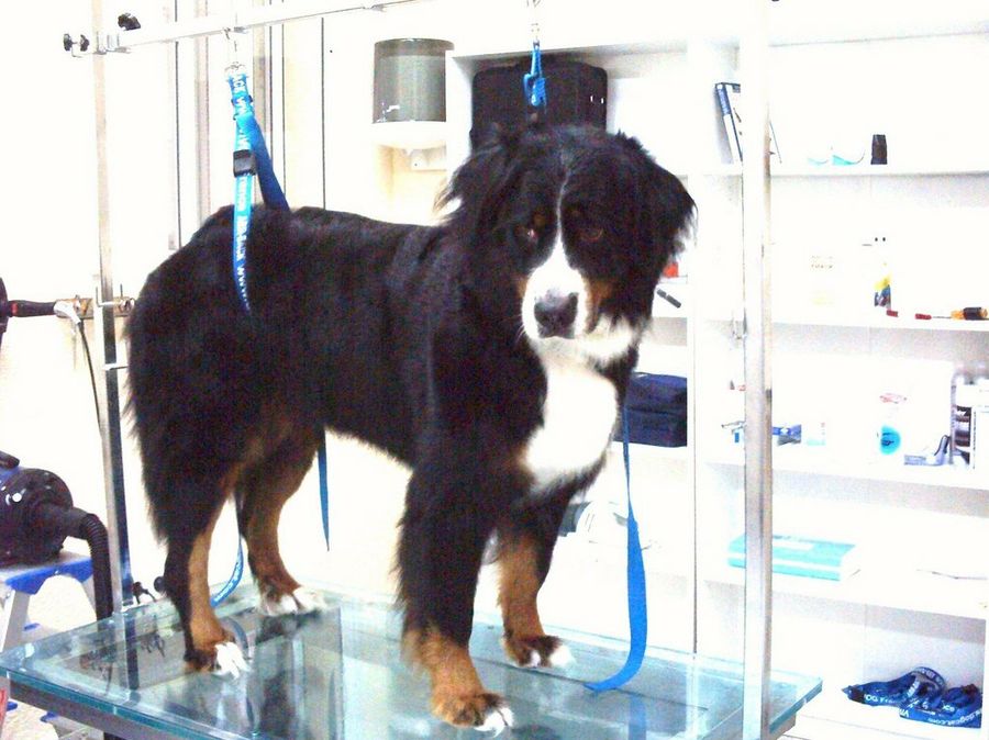 perro en peluquería