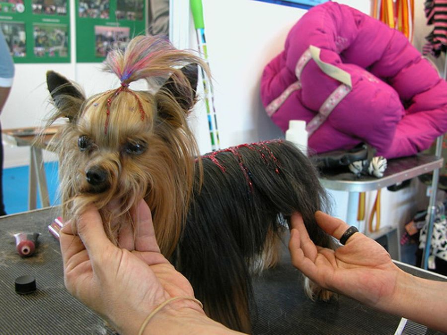 perro en peluquería