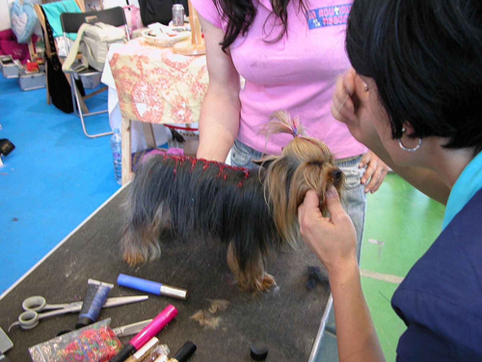 exposicion canina