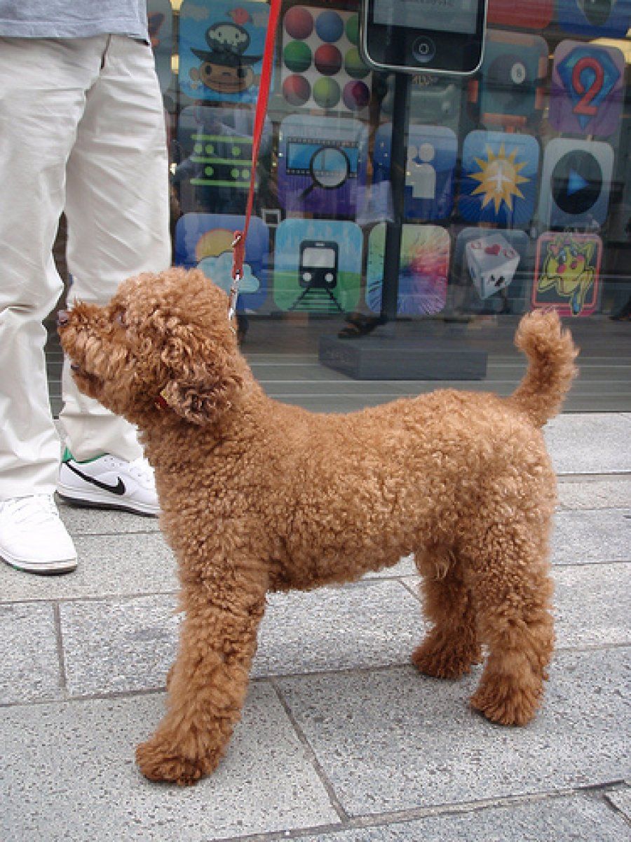 exposiciones caninas