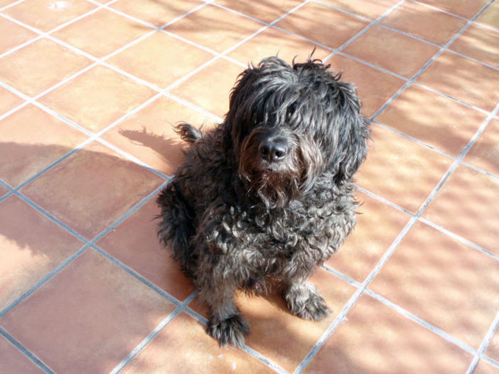 perro sentado