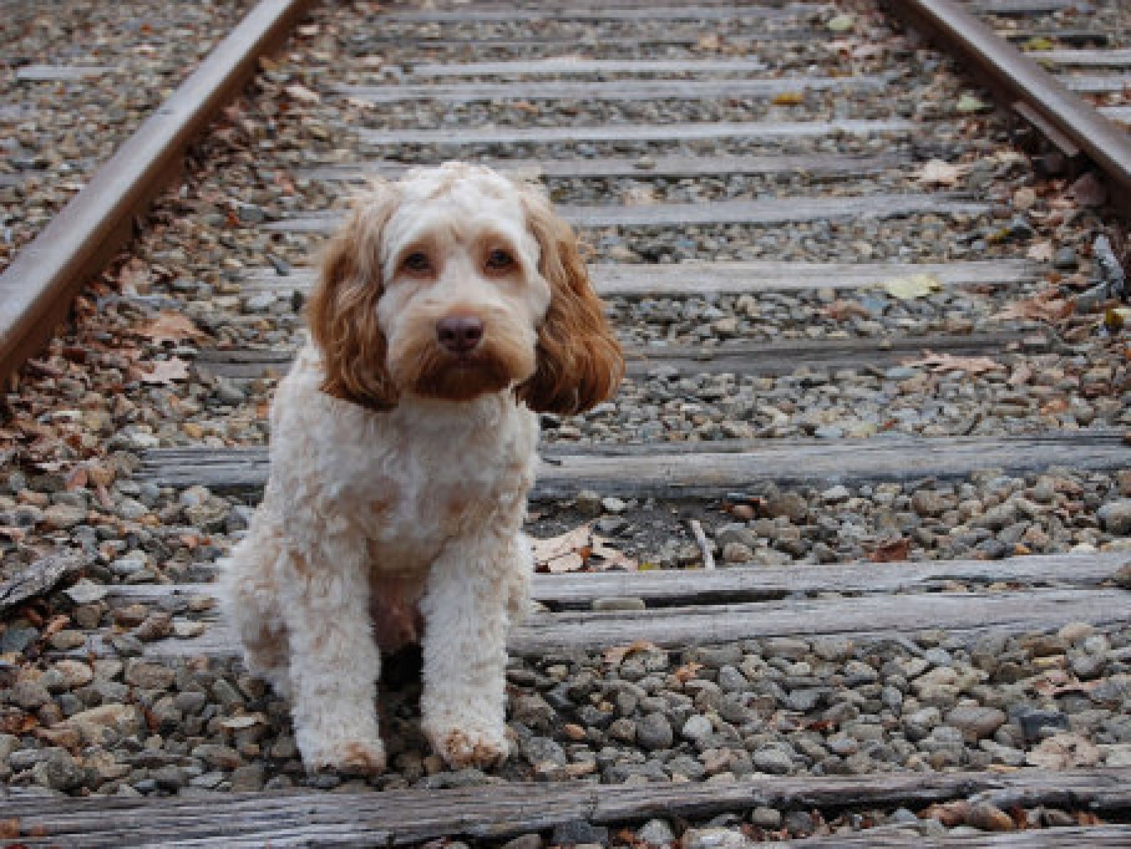 perro via tren